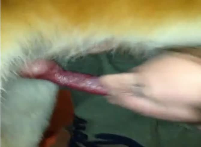 Video :Dog dick got sucked by a naughty MILF